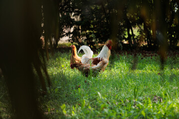 gallo grande ed adulto dal piumaggio chiaro insieme ad altre galline che razzolano liberi di giorno nell'erba in un campo, in primavera © PhotoMet