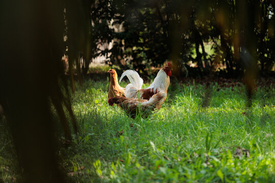 gallo grande ed adulto dal piumaggio chiaro insieme ad altre galline che razzolano liberi di giorno nell'erba in un campo, in primavera