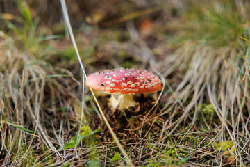 vista macro di un grande fungo dal cappello arancione  e con puntini bianchi, sul terreno di un bosco di montagna, di giorno, in autunno