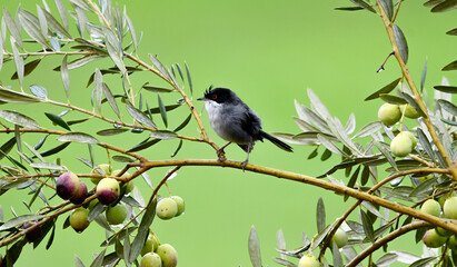 Obraz premium Sardinian warbler Sylvia melanocephala. Sardinian Warbler Curruca