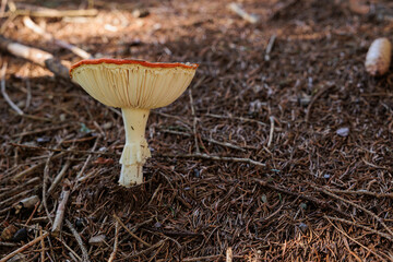 grande fungo dal berretto convesso e di color arancione ed il corpo di colore bianco, sul terreno di un bosco, di giorno, in autunno