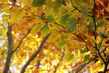 dettagli in primo piano dei rami di un albero con foglie dai colori autunnali, di giorno, in...