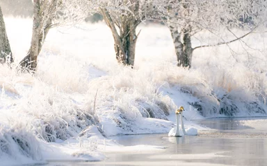 Whooper swan in Swedish winter lake. © Erik