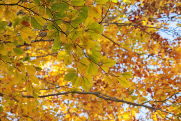 dettagli in primo piano dei rami di un albero con foglie dai colori autunnali, di giorno, in autunno, illuminate dal sole