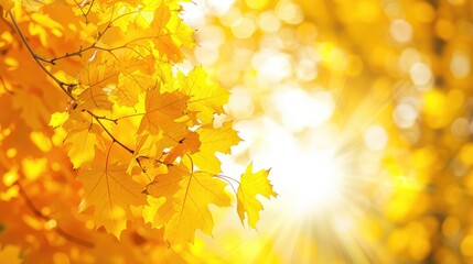 Bright yellow leaves on autumn maple tree branches illuminated by sunlight