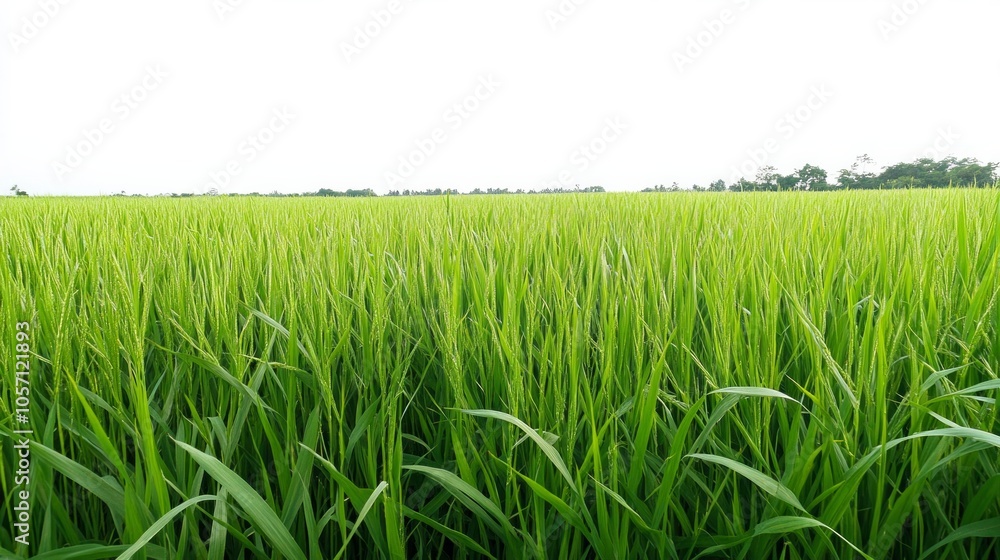Poster a field of green grass with a few trees in the background