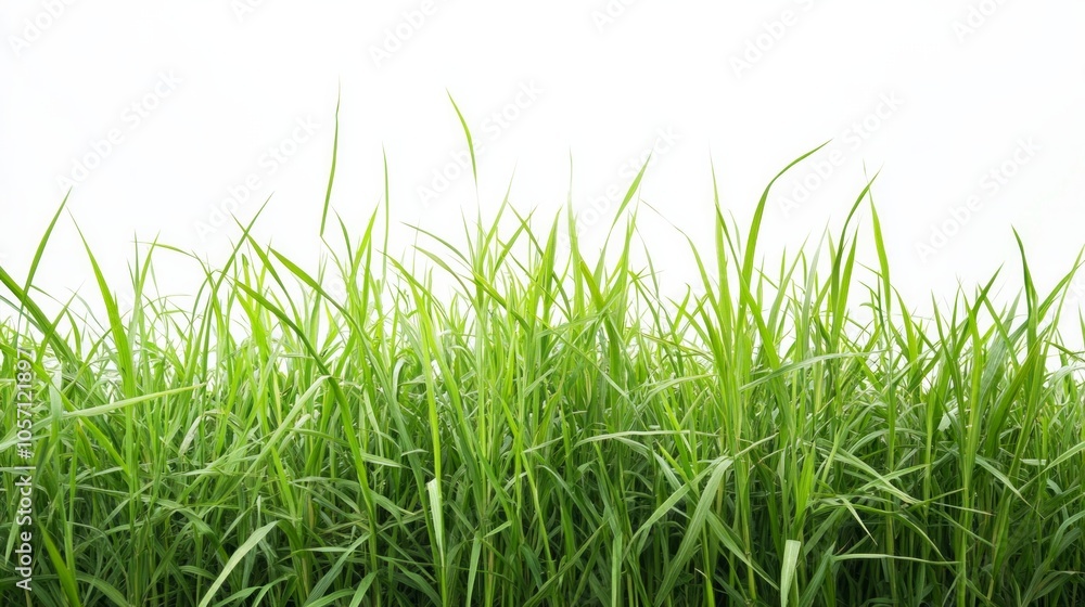 Poster a field of green grass with no other objects in the foreground