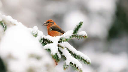Bird on snowy branch. 