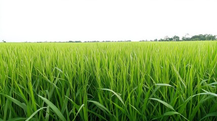 A field of green grass with a few trees in the background