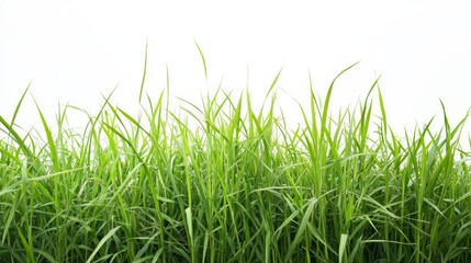 Fototapeta premium A field of green grass with no other objects in the foreground
