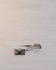 Otter in the Baltic Sea 