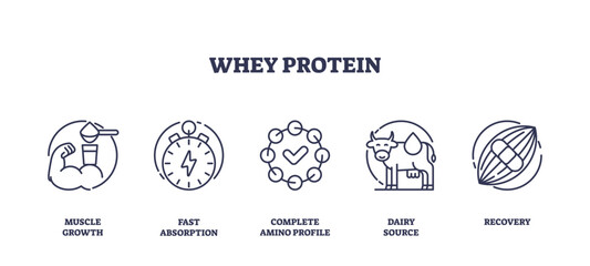 Whey protein icons depict muscle growth, fast absorption, and recovery. Outline icons set.