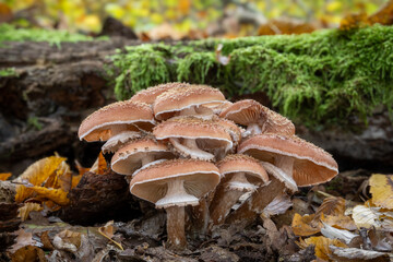 Group of amazing edible Armillaria mushrooms known as honey fungi