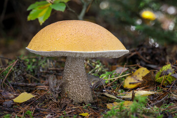 Beautiful edible Leccinum versipelle mushroom also known as orange birch bolete