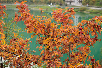 dettagli di un piccolo albero dalle foglie arancioni, all'aperto, di giorno, in autunno, con sullo sfondo un lago