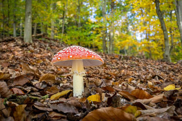 Beautiful fly agaric in deciduous colorful autumn forest