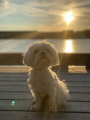 Maltese dog