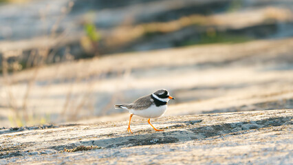 strandpipare, bird, plover, 