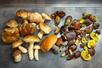 Group of fresh raw colorful edible and tasty mushrooms on gray table