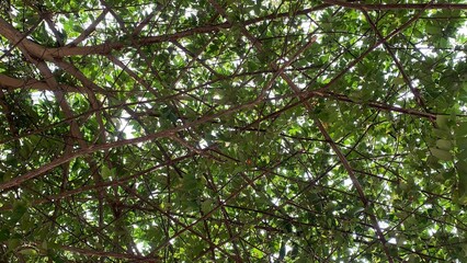 Beneath the Shade Finding Peace Under a Tree
