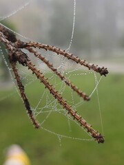 spider web with dew drops