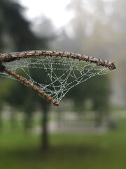 spider web in the morning