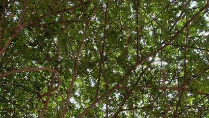 Beneath the Shade Finding Peace Under a Tree