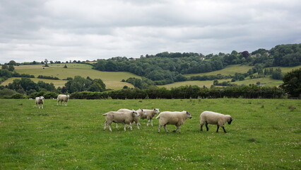 Scenic view of sheep grazing in a green grass farmland field