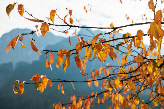 vista macro delle foglie dai colori autunnali sui rami di un albero, illuminate dalla luce brillante del sole del mattino, con sullo sfondo alcune montagne sfuocate