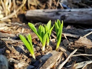Fresh green sprouts emerge from the soil, symbolizing new growth in a natural environment.