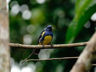 Blue yellow bird perched on a branch