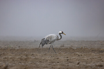 Cranes in a field in the fog