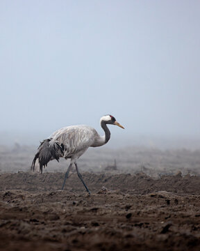 Cranes in a field in the fog