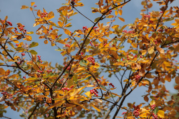 vista dettagliata dei frutti rossi e delle foglie autunnali arancioni e gialle di un albero di sorbo, di giorno, in autunno, nel nord Italia