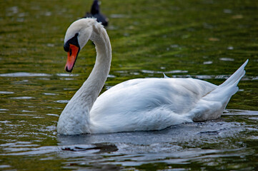 Ein weißer Schwan schwimmt auf dem Wasser