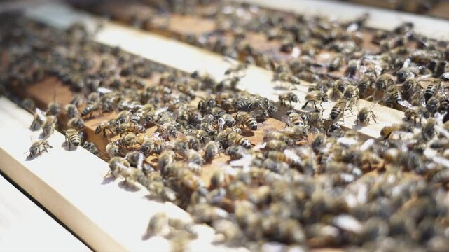 Hundreds of honey bees working and sitting on top of a 10 frame langstroth beehive in spring