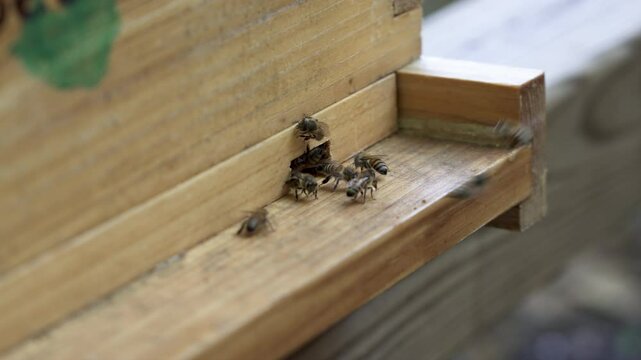 Extreme close up of honey bees crowded at a small entrace to a langstroth 10 frame bee hive while they leave and come back from foraging