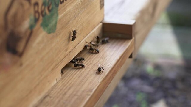 Close up of honey bees landing and taking off from a beehive to forage for pollen and nectar in the spring