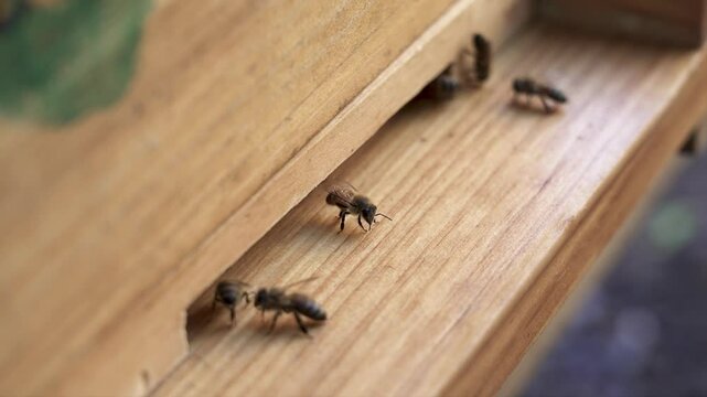 Extreme close up of honey bees interacting at the entrance of a bee hive in spring