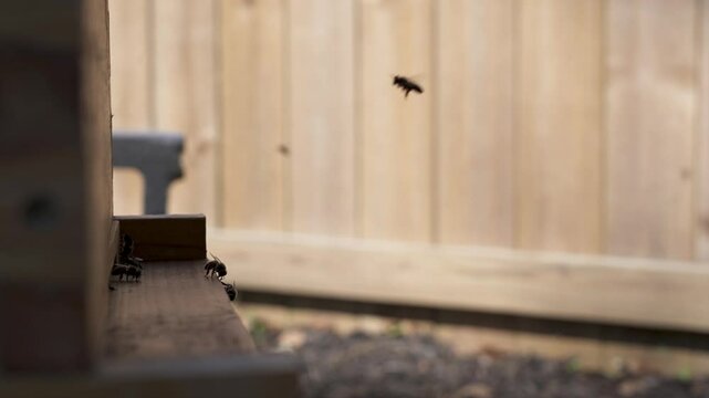 Profile view of honey bees landing and taking off from a beehive to go forage for pollen and nectar in the spring