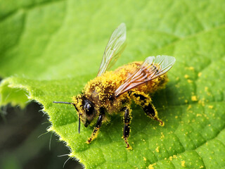 花粉が付いたミツバチ