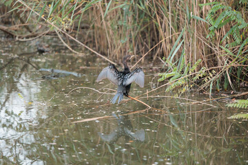 ritratto di un giovane cormorano su un ramo mentre muove le ali, in tranquillità, in una palude piena d'acqua, circondato da piante