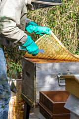 Apiculture - Apiculteur tenant  une grille à reine au dessus d'une ruche pendant la visite sanitaire d'un rucher