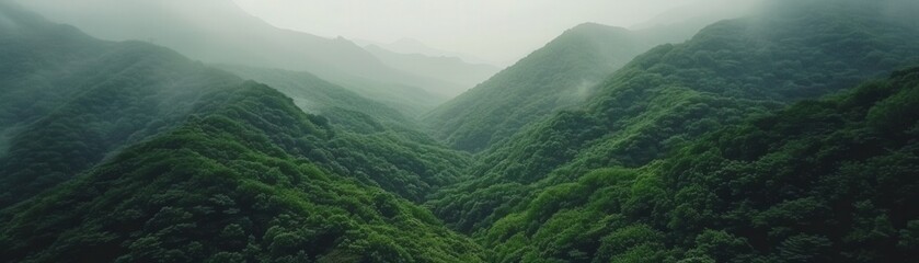 Fototapeta premium A lush green forest with a misty, cloudy sky above