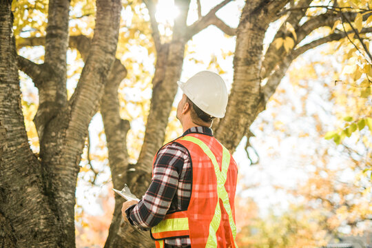 man holding a clipboard, inspect tree