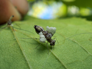 アブラムシの羽化