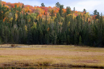 Fototapeta premium Stunningly brilliant fall foliage along the Mizzy Lake Trail in Algonquin Provincial Park Ontario Canada