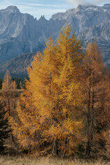 vista dettagliata in verticale di alcuni alberi di conifere di colore giallo-arancione in primo piano, in un bosco lungo il pendio di una montagna, di giorno, in autunno tra i monti del nord Italia