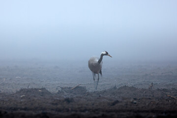 Cranes in a field in the fog
