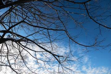sagome nere dei rami spogli di un alto albero, con il cielo azzurro e con qualche nuvola bianca e semi-trasparente, di giorno, in inverno